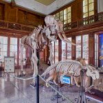 L'Elefante di Portici ed il Dugongo